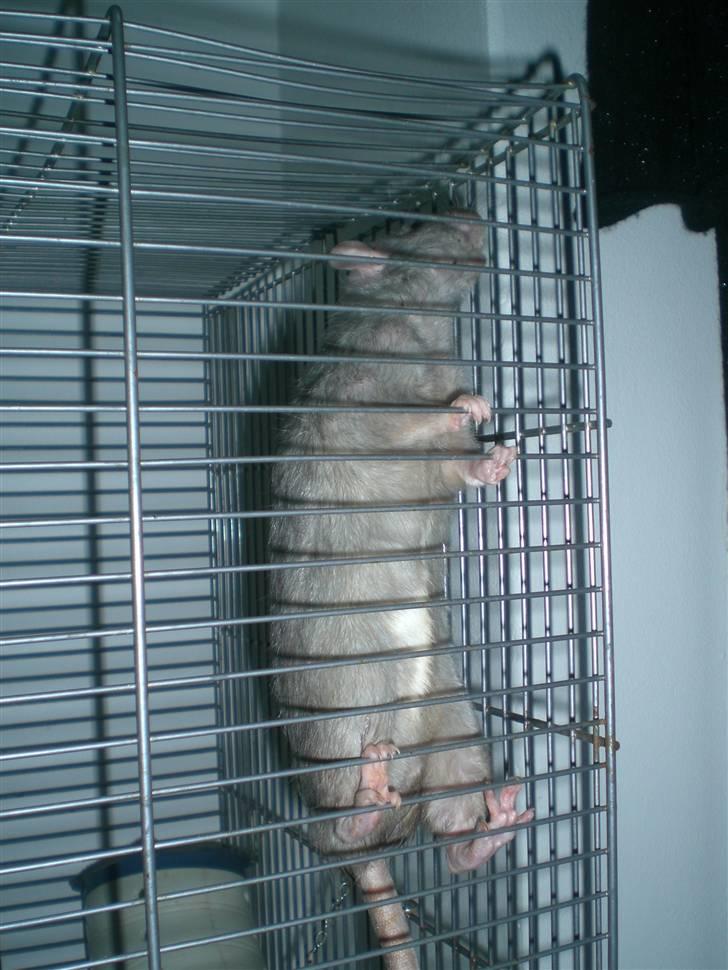 Tamrotte Charlie billede 2