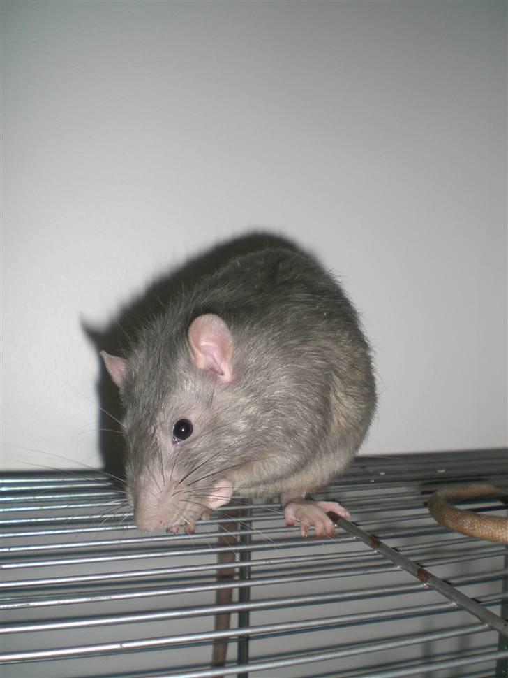 Tamrotte Charlie billede 3