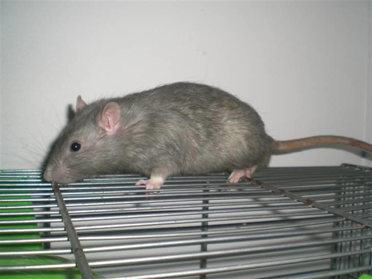 Tamrotte Charlie billede 4