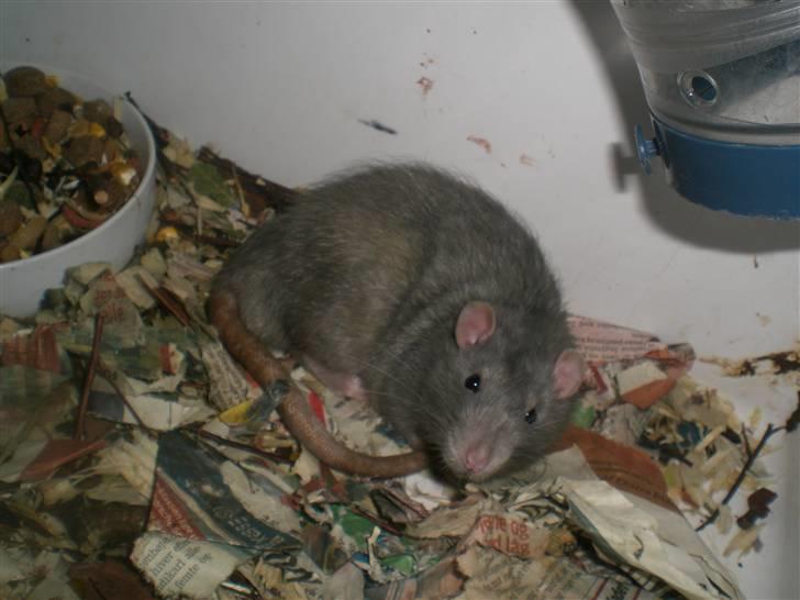 Tamrotte Charlie billede 5