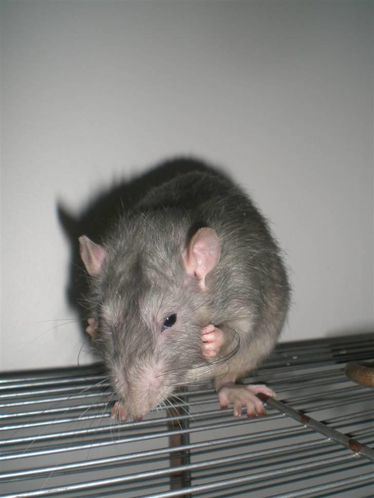 Tamrotte Charlie billede 7