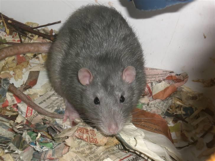 Tamrotte Charlie billede 8