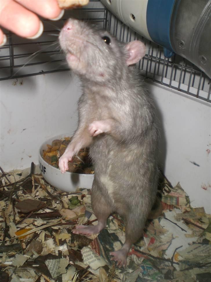 Tamrotte Charlie billede 9