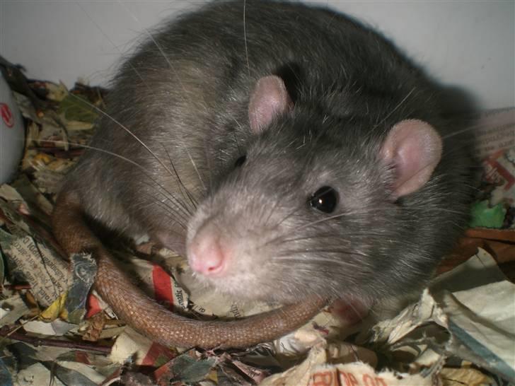 Tamrotte Charlie billede 10
