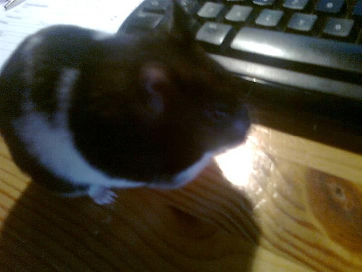 Hamster Pepz billede 1