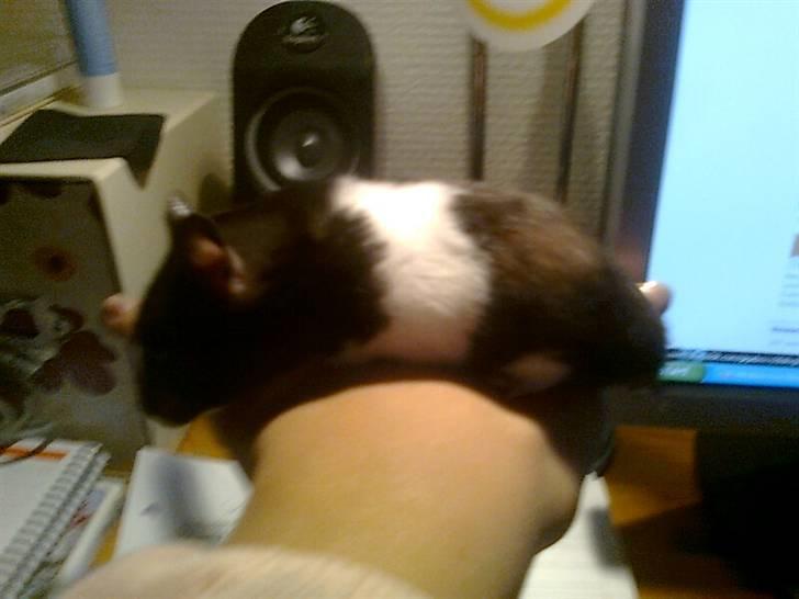 Hamster Pepz billede 2