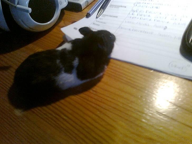 Hamster Pepz billede 3