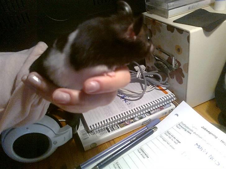 Hamster Pepz billede 4