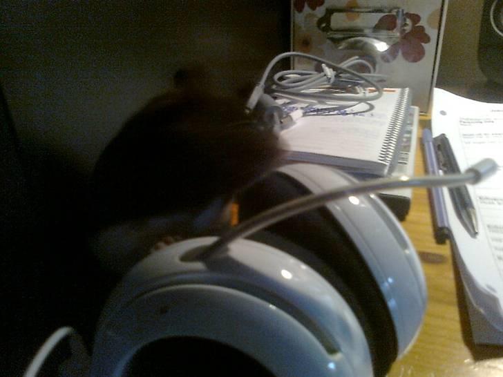 Hamster Pepz billede 5