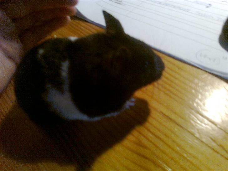 Hamster Pepz billede 6