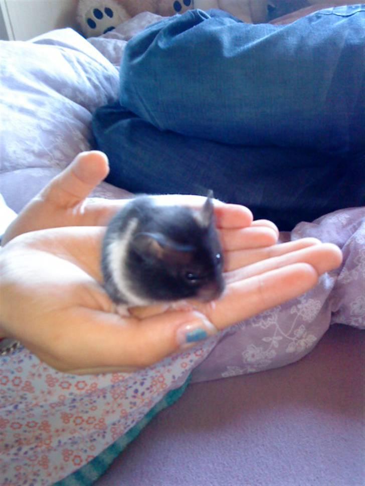 Hamster Pepz billede 7