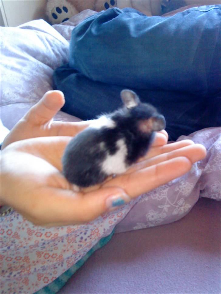 Hamster Pepz billede 8