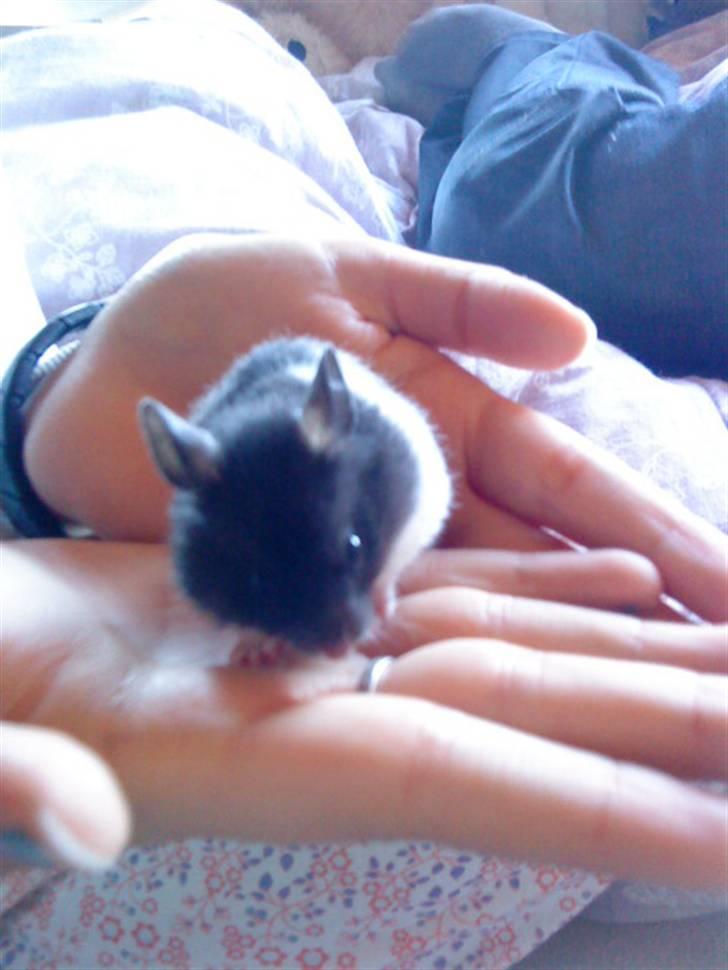 Hamster Pepz billede 9