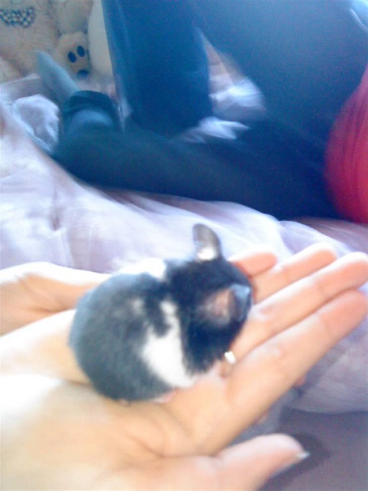 Hamster Pepz billede 10