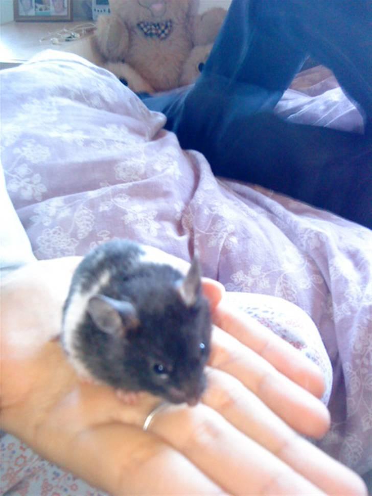 Hamster Pepz billede 12