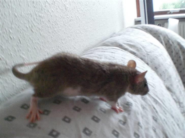 Tamrotte Faith RIP - 19/6-10. billede 6