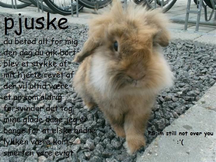 Kanin pjuske-RIP  - jeg elsker dig stadig pjuske :´( billede 16