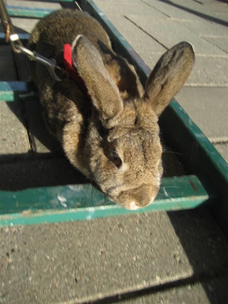 Kanin             - Ninus R.I.P - Skulle lige se hvad ninus sagde til at "hoppe" over små ting, eftersom hun aldrig har prøvet at springe før! :D (taget den 1 juni 2010) billede 6