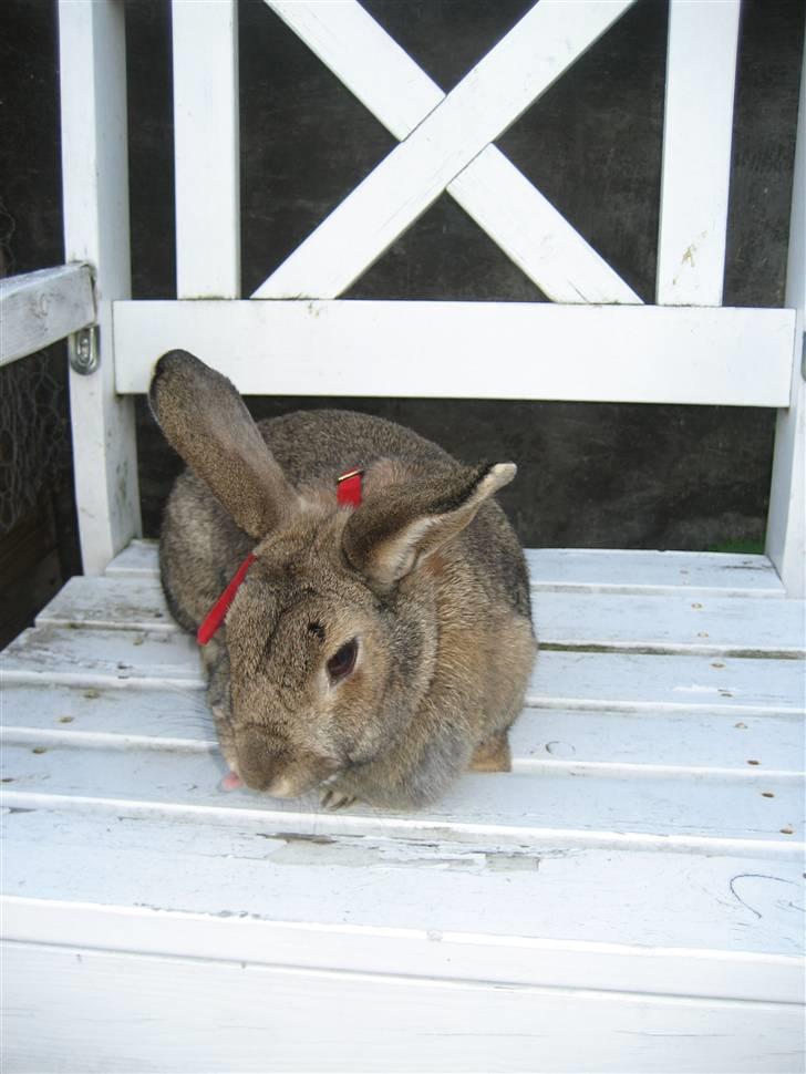 Kanin             - Ninus R.I.P - FLERE BILLEDER KOMMER! :D billede 7