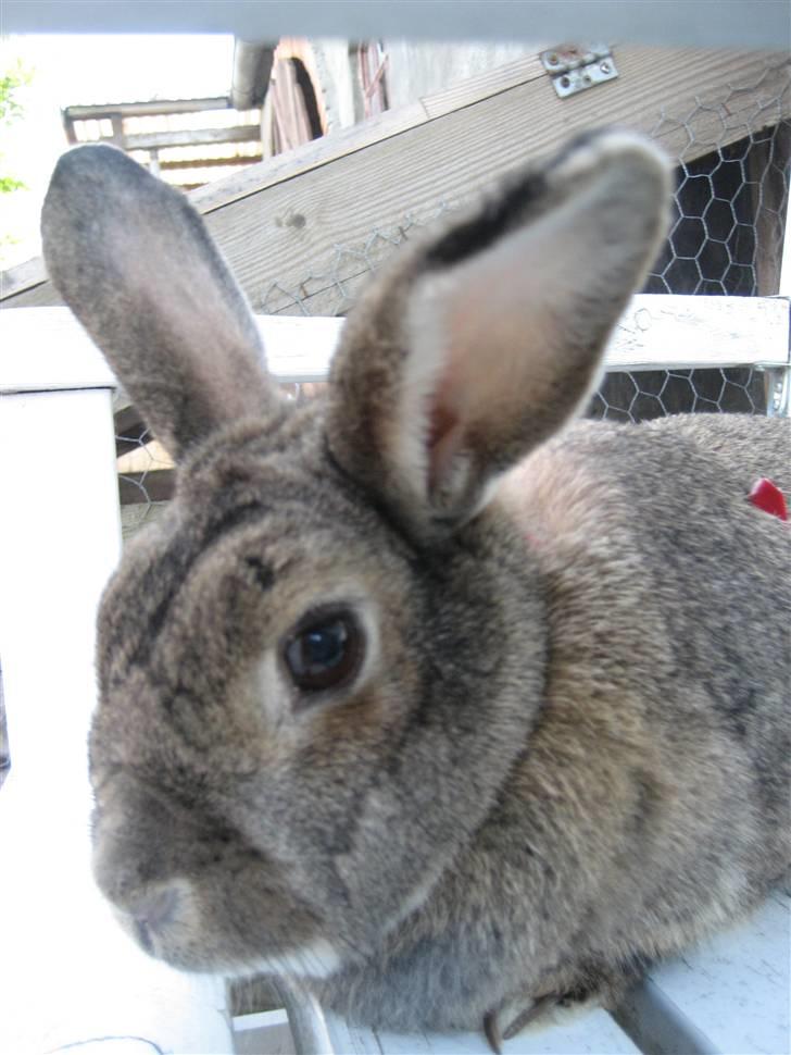 Kanin             - Ninus R.I.P - Synes selv, at billedet er godt "fanget" når man tænker på hvor Ufotogen hun er!! xD billede 8