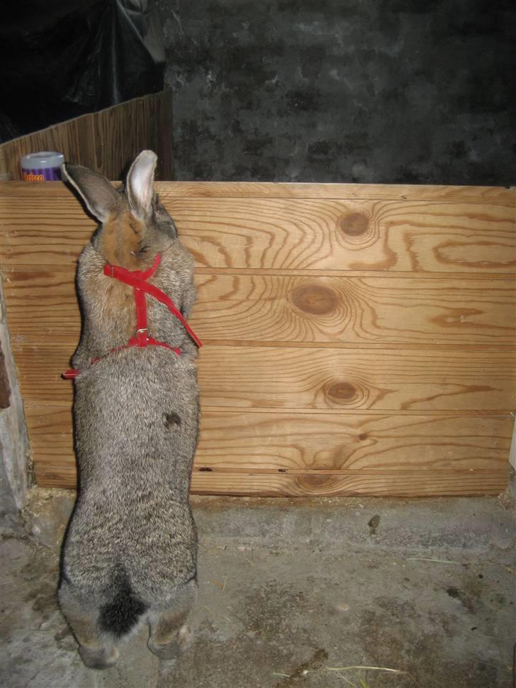 Kanin             - Ninus R.I.P - Ninus springer højt (det er 3. gang hun har sprunget det) billede 9