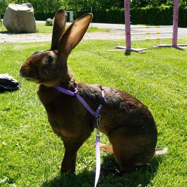 Kanin Sonora billede 11