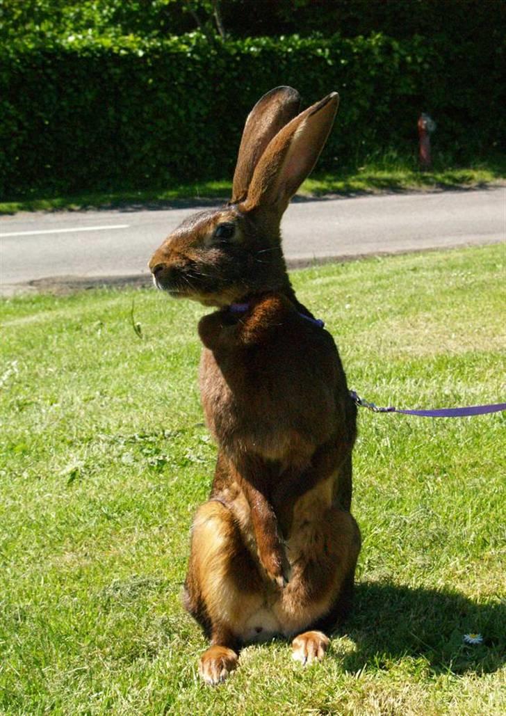 Kanin Sonora billede 12