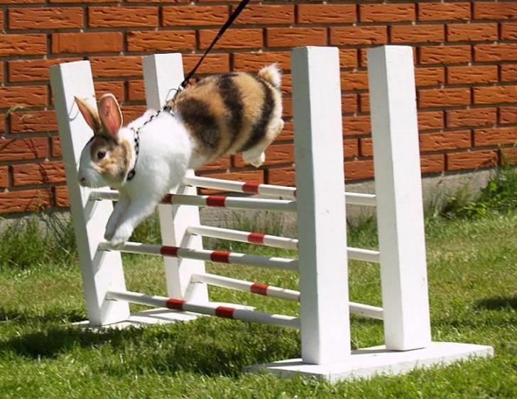 Kanin Beders November Rain billede 20