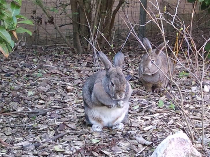 Kanin             - Ninus R.I.P billede 10