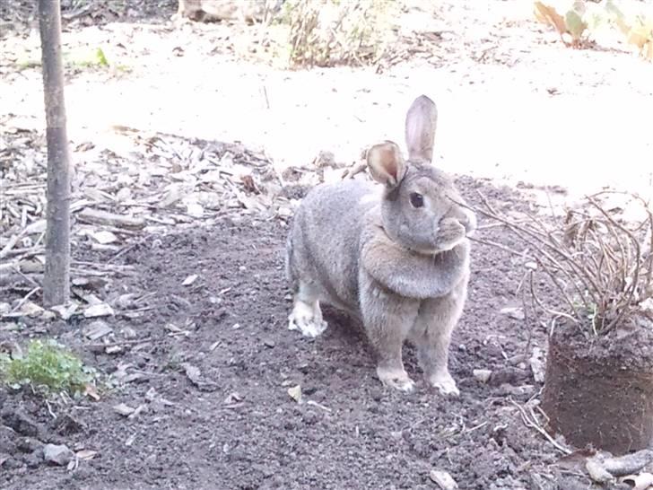 Kanin             - Ninus R.I.P - Det SØDESTE billede der nogensinde er blevet taget af hende! :D billede 11