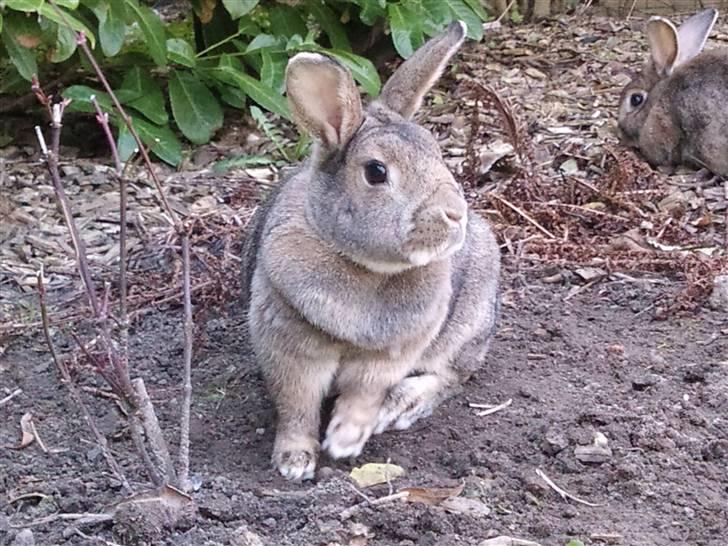 Kanin             - Ninus R.I.P billede 12