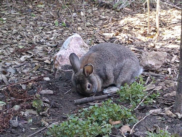 Kanin             - Ninus R.I.P billede 13