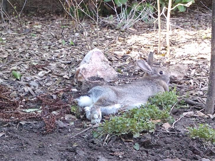 Kanin             - Ninus R.I.P - Jeg tar´ lige en slapper x´D billede 14