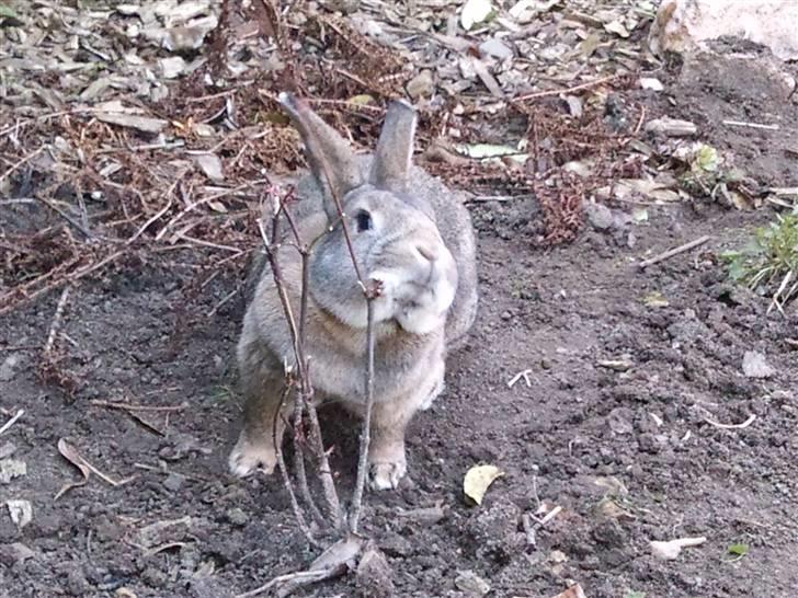 Kanin             - Ninus R.I.P - Iiiih det klør! (; billede 15