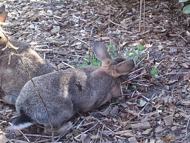 Kanin             - Ninus R.I.P billede 16