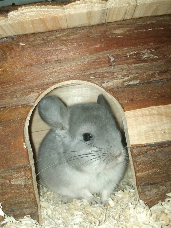 Chinchilla Amaiya <3 solgt billede 10