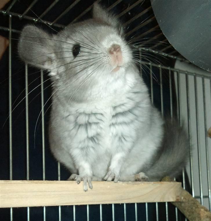 Chinchilla Amaiya <3 solgt billede 11