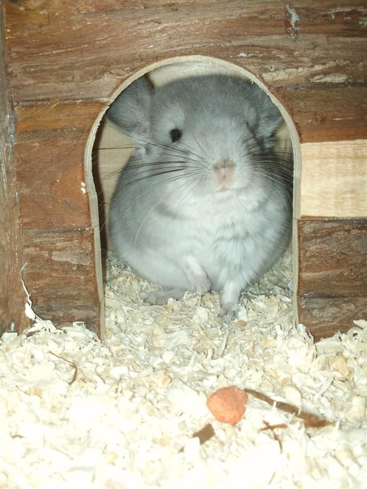 Chinchilla Amaiya <3 solgt billede 12