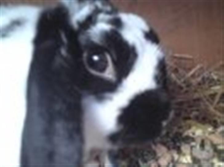 Kanin Ninus billede 1