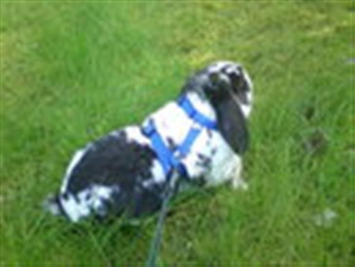 Kanin Ninus billede 2