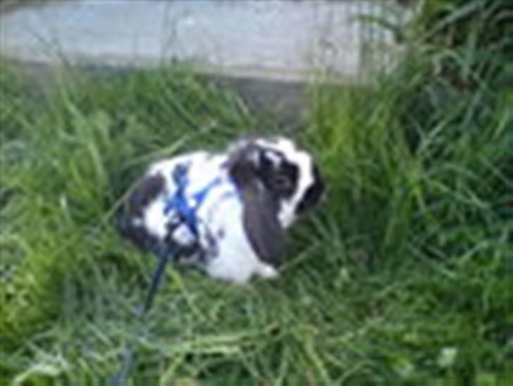 Kanin Ninus billede 3