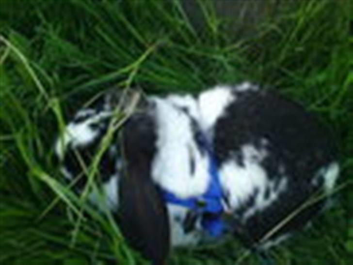 Kanin Ninus billede 4