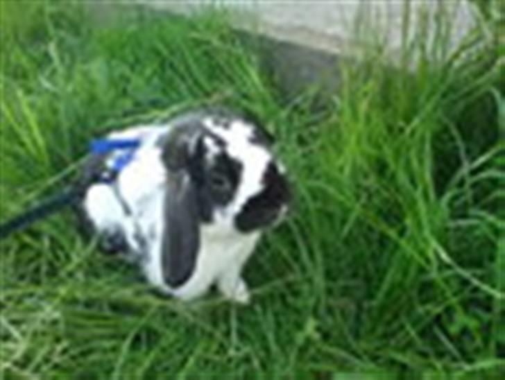 Kanin Ninus billede 5