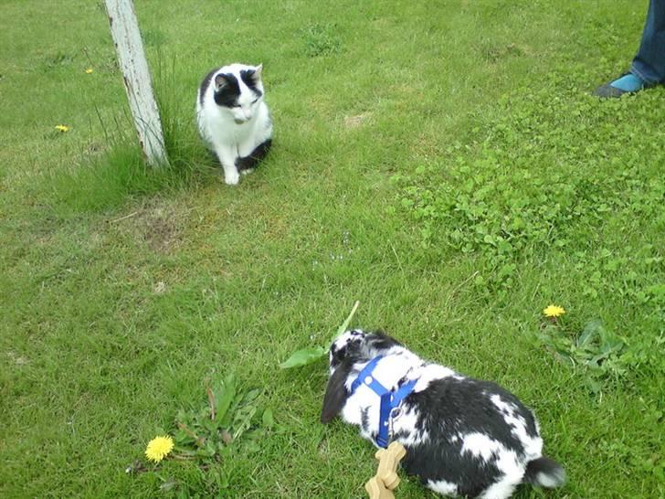 Kanin Ninus - min gode ven katten basse billede 6