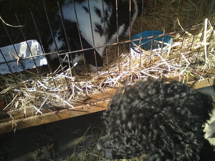 Kanin Ninus - min gode ven ferie hunden vincet billede 7