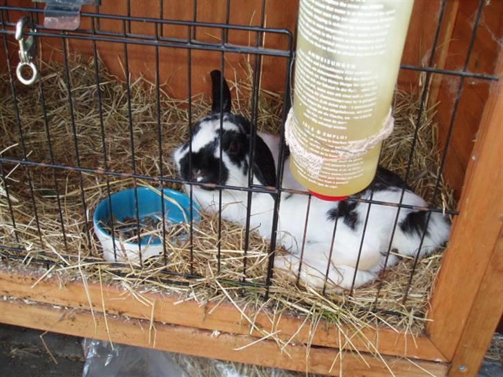 Kanin Ninus billede 8