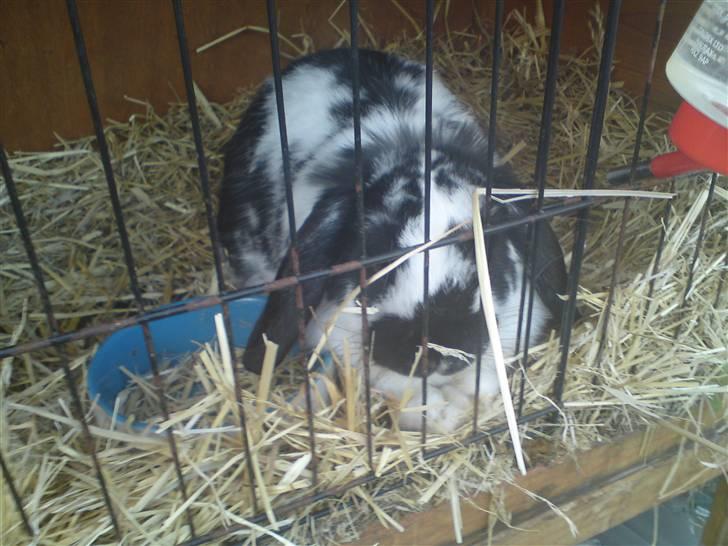 Kanin Ninus billede 9