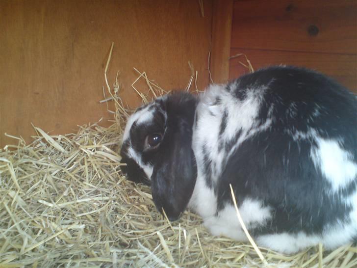 Kanin Ninus billede 10