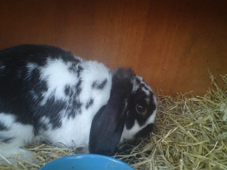 Kanin Ninus billede 11