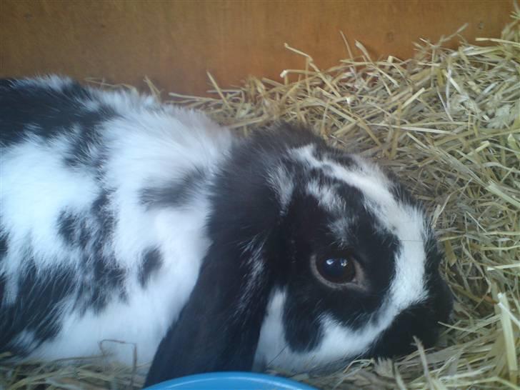 Kanin Ninus billede 12